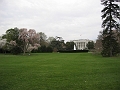 05 Cherry blossoms, White House